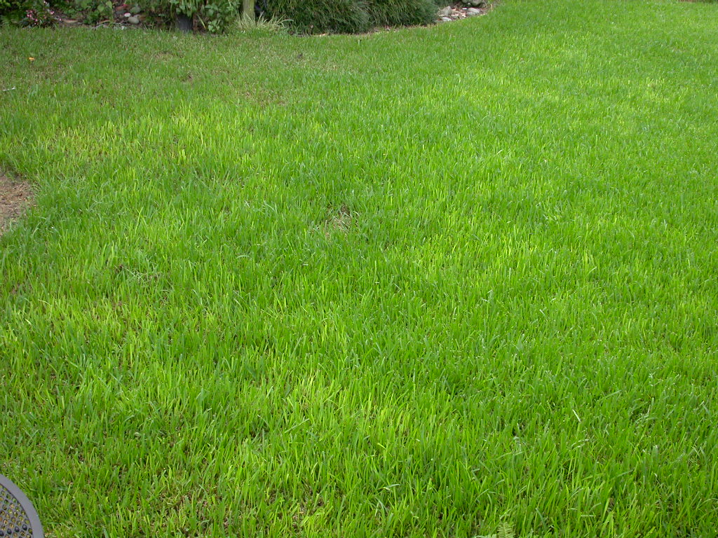 Initital yellowing of turf due to take all-root rotjpg